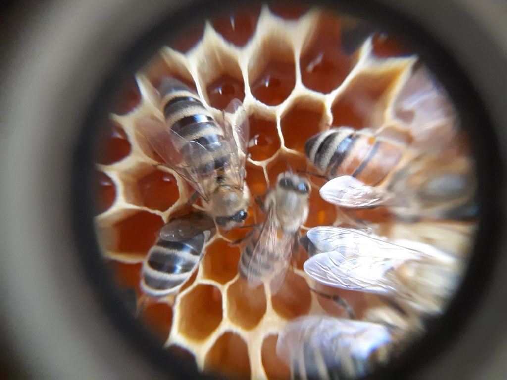 Bienen im Schulgarten